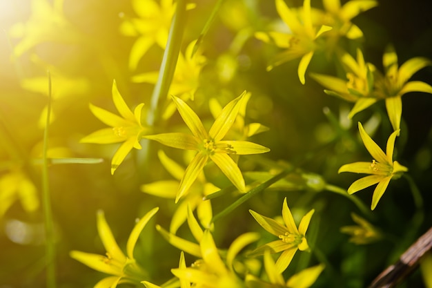 Yellow flowers grow on a flower bed in spring, beautiful light\
falls, place for text, selective focus, blurred background