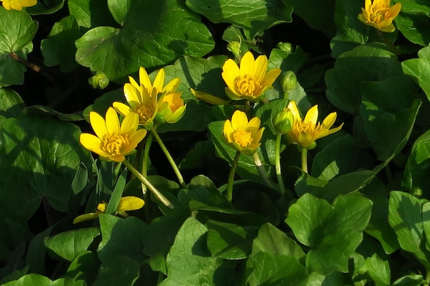 yellow flowers grow in the garden