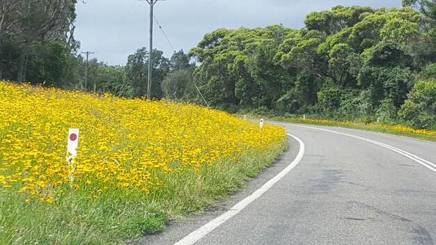 Yellow flowers growing by road against sky