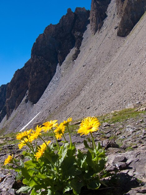 Yellow flowers growing on cliff