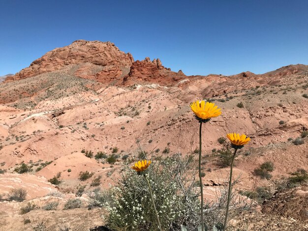 Yellow flowers growing on field against clear blue sky