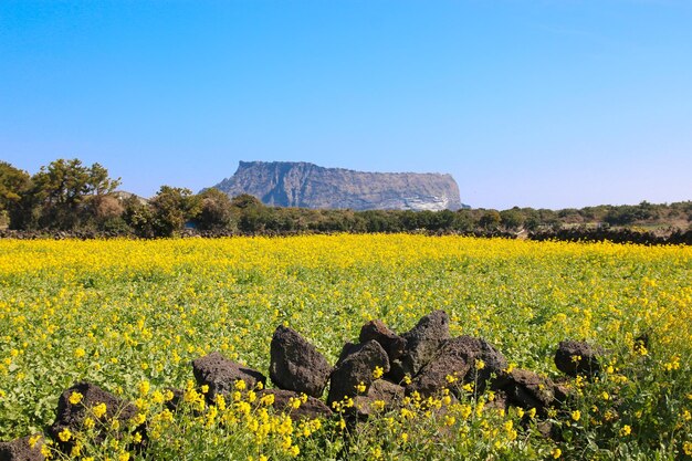 Yellow flowers growing on field against clear sky