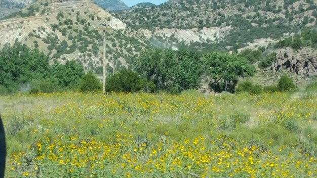 Yellow flowers growing in field