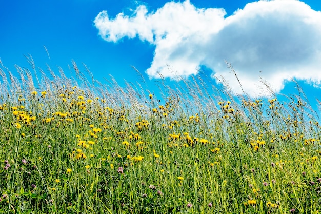 Yellow flowers growing in field