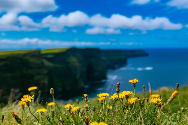 Photo yellow flowers growing in field