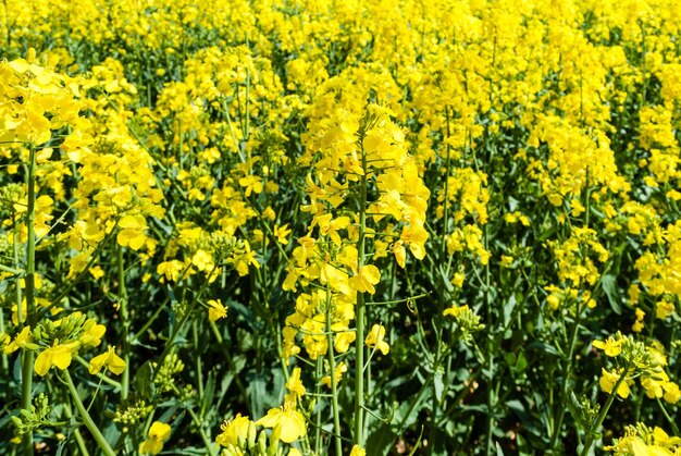 Yellow flowers growing in field