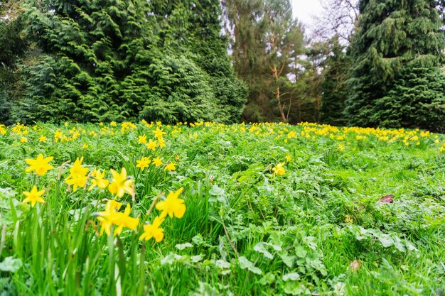 Yellow flowers growing in field