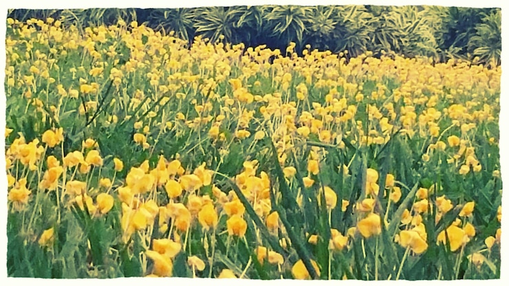 Photo 野原で育つ黄色い花