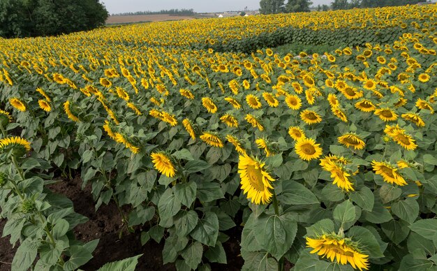 Photo yellow flowers growing in field