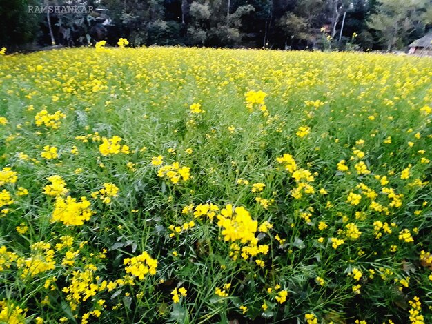 Yellow flowers growing in field