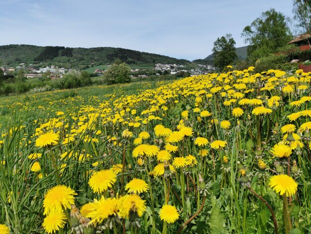 Foto fiori gialli che crescono sul campo