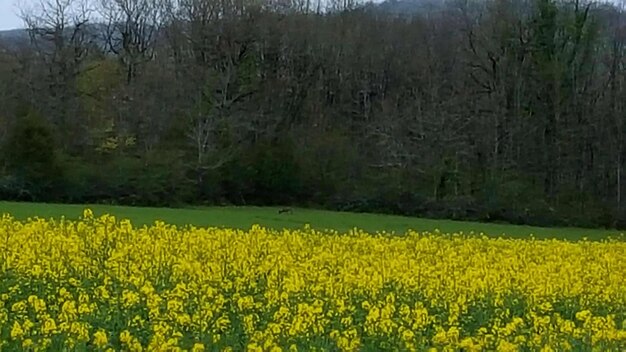 Yellow flowers growing in field