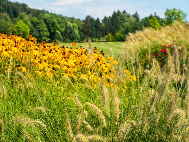 Yellow flowers growing on field