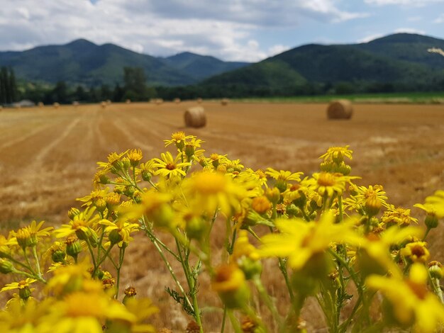 Foto fiori gialli che crescono sul campo