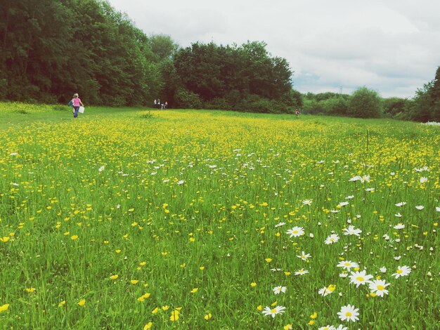 Photo yellow flowers growing in field