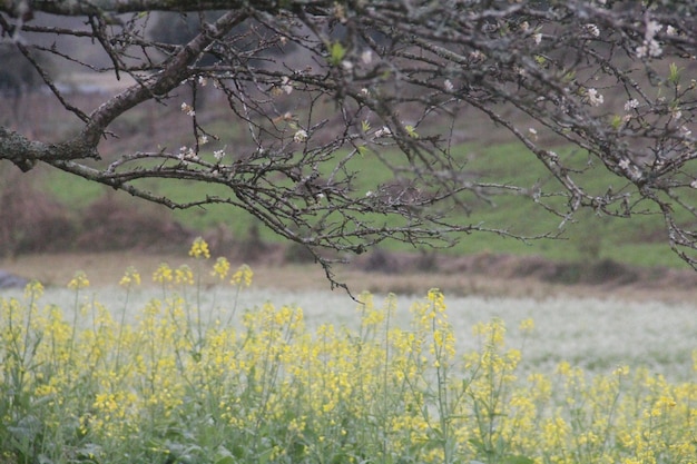 Yellow flowers growing in field