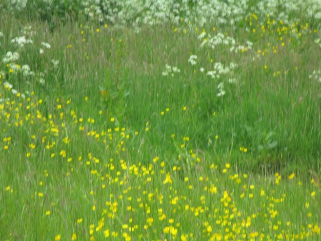 Yellow flowers growing on field