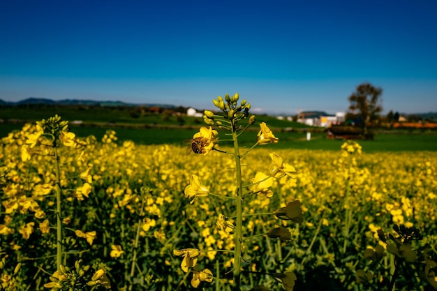 Foto fiori gialli che crescono nel campo