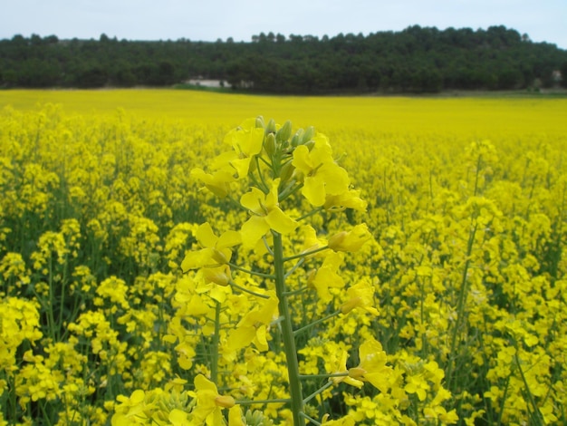 写真 野原で育つ黄色い花