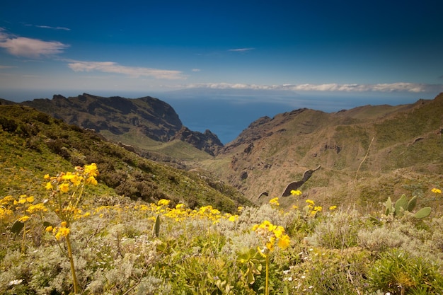 Foto fiori gialli che crescono sul paesaggio contro il cielo