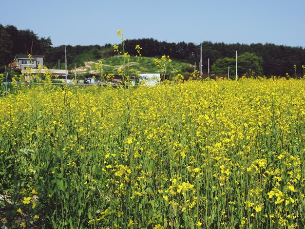 写真 畑で育つ黄色い花