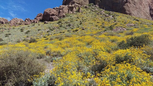 Foto fiori gialli che crescono sulla roccia