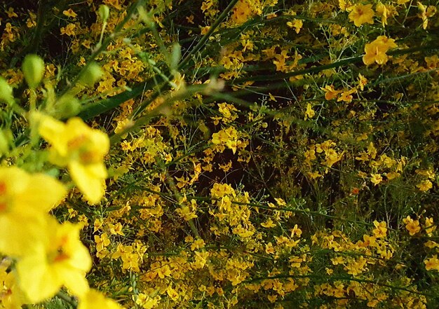 Yellow flowers growing on tree