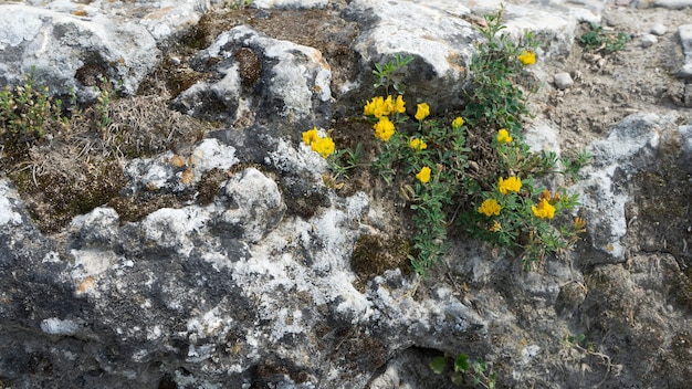 Yellow flowers growing on a wall in exmoor