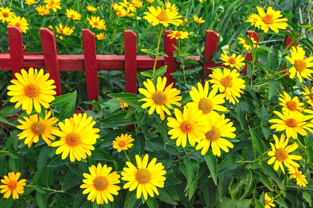 Yellow flowers of heliopsis helianthoides on a background of green leaves and a red fence