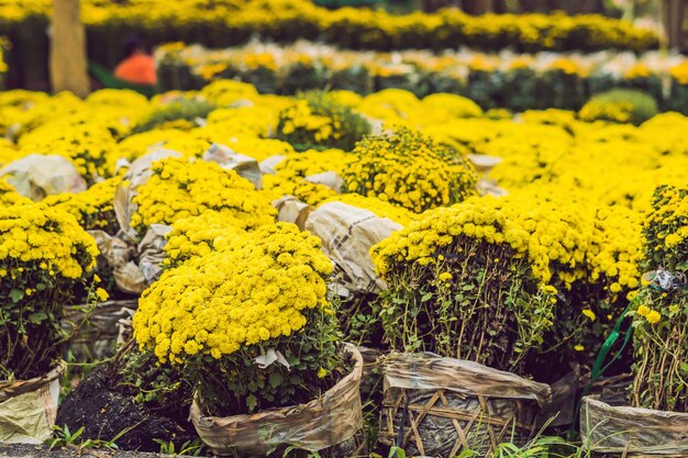 Yellow flowers in honor of the vietnamese new year. lunar new year flower market. chinese new year. tet