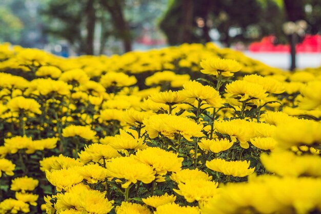 베트남의 새해를 기념하여 노란색 꽃. 설날 꽃시장. 중국의 설날. 구정