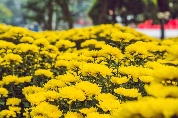 Yellow flowers in honor of the vietnamese new year. lunar new year flower market. chinese new year. tet