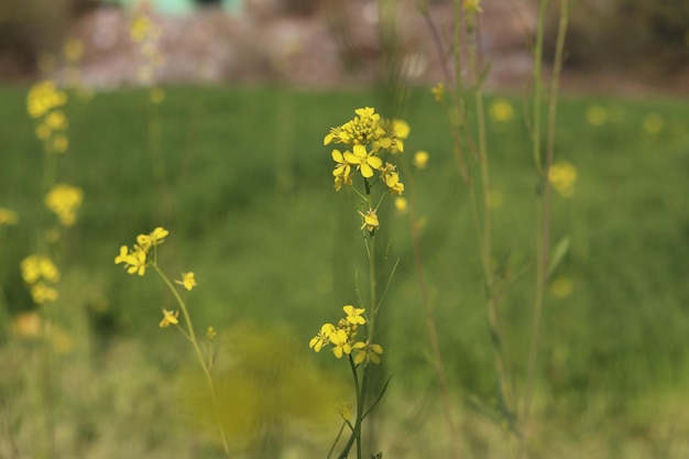 写真 フィールドに黄色の花