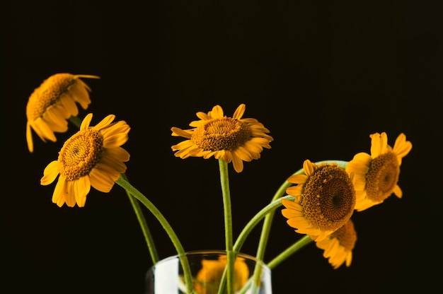 写真 暗い背景の花瓶に黄色い花。マクロ写真