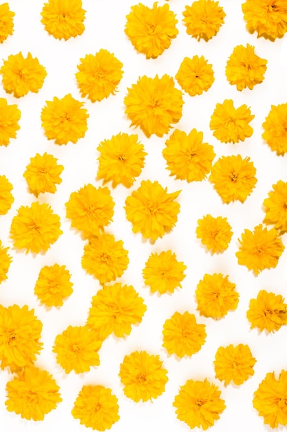 격리 된 흰색 배경에 노란색 꽃 밝은 꽃 카드 식물학 및 식물 개념 상위 뷰 현실적인 사진 콜라주 꽃 배너 직물 포장지 또는 카드에 대 한 꽃 패턴