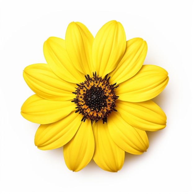 Yellow flowers isolated on white background