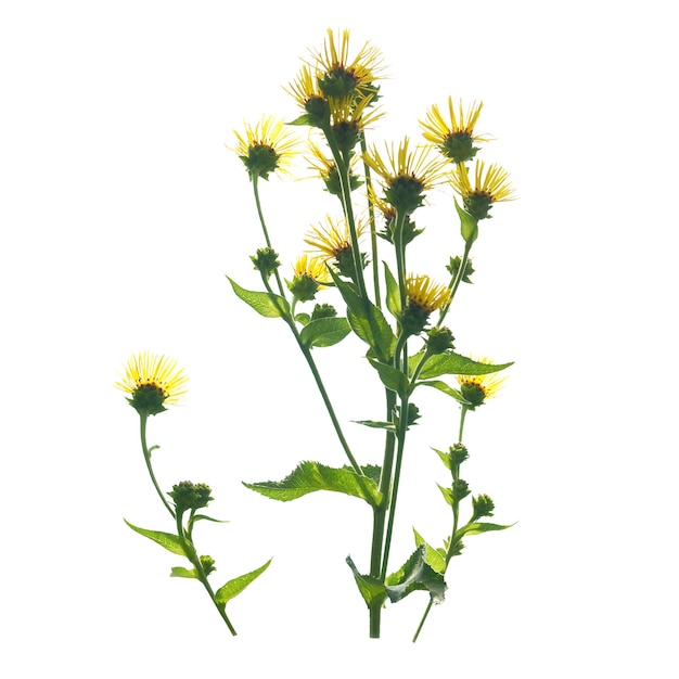 Yellow flowers isolated on the white background