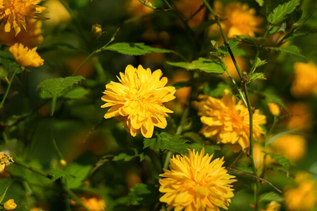 일본 장미의 노란색 꽃 또는 초록색 가지가 있는 케리아 덤불 꽃의 콘서트 봄의 도착과 정원 가꾸기