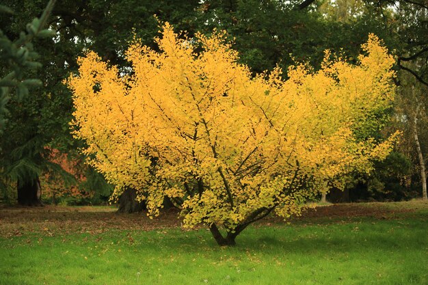 Yellow flowers on landscape during autumn