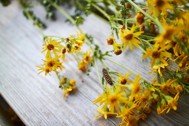 Yellow flowers laying on white wooden table
