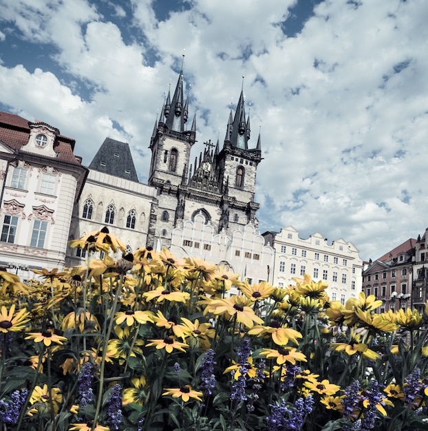 Yellow flowers on the main square in Prague