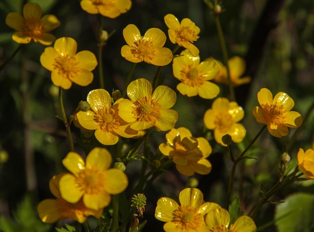 Yellow flowers of meadow buttercup on a background of green grass