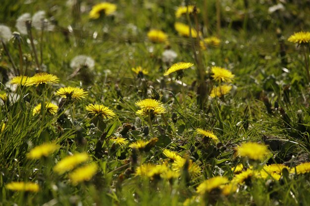 Photo yellow flowers in meadow