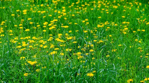 牧草地の黄色い花