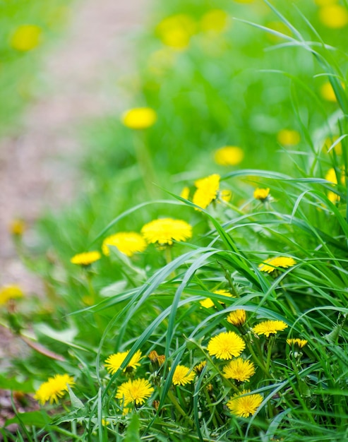 Yellow flowers on a meadow