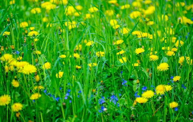 牧草地の黄色い花