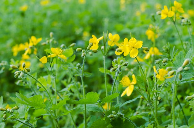 Yellow flowers of medicinal celandine in spring