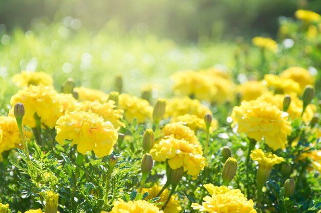 Yellow flowers in the morning sunshine closeup.