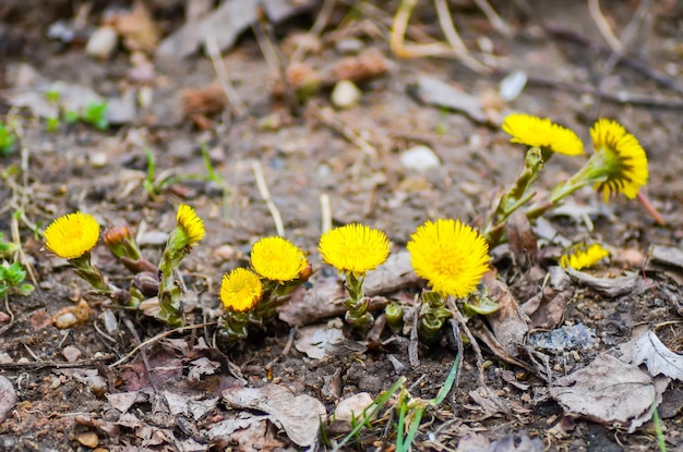 Желтые цветы мать и мачеха расцвели весной