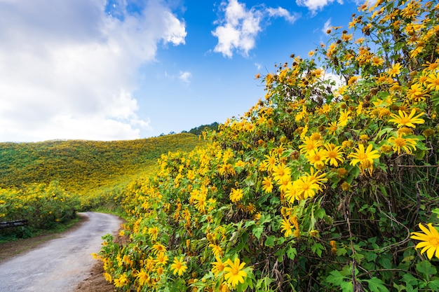 山の上の黄色い花